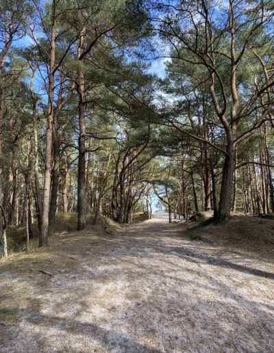 Weg durch den Kiefernwald zum Strand Glowe